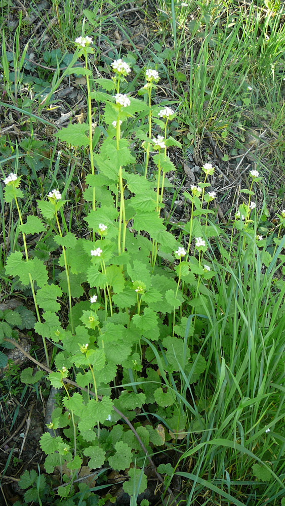 Knoblauchrauke-Alliaria petiolata