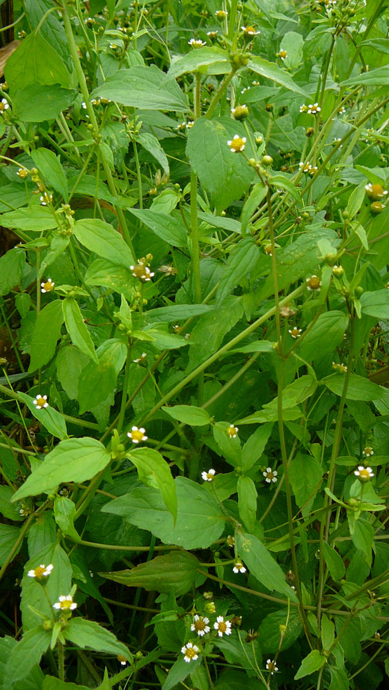 Kleinblütiges Franzosenkraut – Galinsoga parviflora
